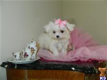 maltese puppy posted by Elegant Babies